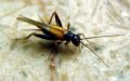 Stenonemobius gracilis